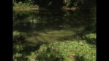 saltwater crocodile