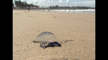 bluebottle on beach