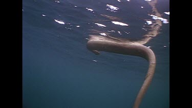 seasnake swimming near water surface