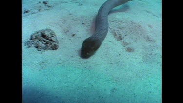 close up of seasnake head moving along ocean floor