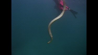 seasnake swiMS deep down to ocean floor