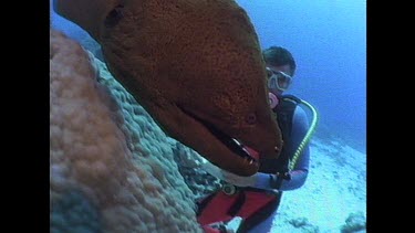 large moray eel swiMS past camera and into home