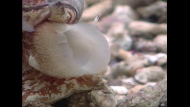 Cone Shell -Geographers Cone Shell