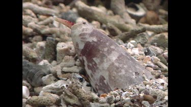 Cone Shell -Geographers Cone Shell