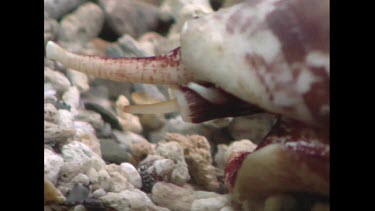Cone Shell -Geographers Cone Shell
