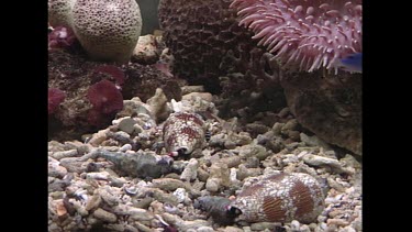 Cone Shell -Geographers Cone Shell