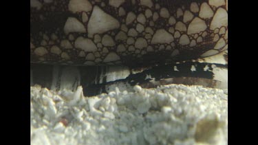 Cone Shell -Geographers Cone Shell