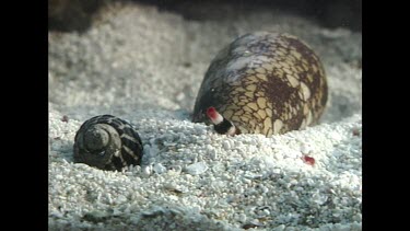 Cone Shell -Geographers Cone Shell