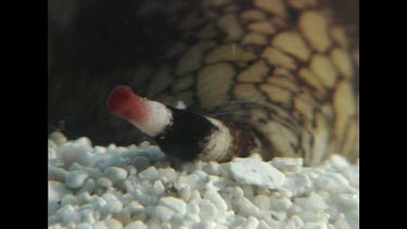 Cone Shell -Geographers Cone Shell