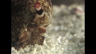 Cone Shell -Geographers Cone Shell