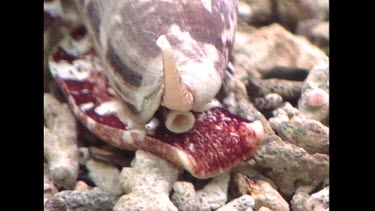 Cone Shell -Geographers Cone Shell