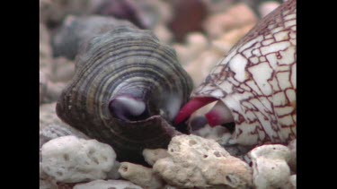 Cone Shell- Geographers Cone Shell marine snail