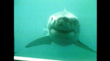 Shark - Great White