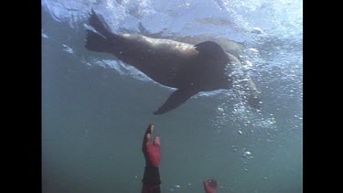 Seal - Sea lion
