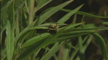 caterpillar crawling up milkweed plant good shot of legs pro legs and antennae