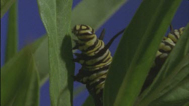 caterpillar crawling up milkweed plant good shot of legs pro legs and antennae Feeding