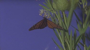 butterfly sitting on flowers of milkweed against blue screen