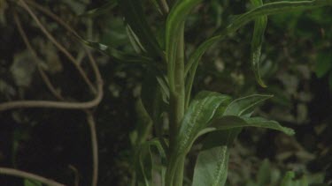 tilt up milkweed plant to reveal caterpillars feeding on leaves and moving around