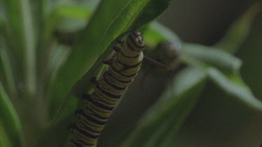 caterpillar on milkweed plant feeding on leaves