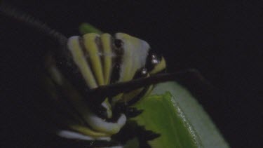 caterpillar on milkweed plant feeding on leaves