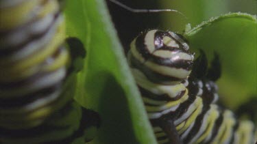 caterpillar on milkweed plant feeding on leaves good jaws at work