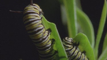 caterpillar on milkweed plant feeding on leaves good jaws at work 2 feeding in one area pan from one to other