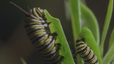 caterpillar on milkweed plant feeding on leaves good jaws at work 2 feeding in one area