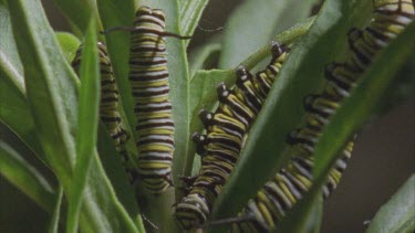 caterpillars on milkweed plant many on leaves