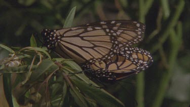 2 adult butterflies mating pan up to one with wings flapping