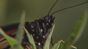 adult butterfly on milkweed plant
