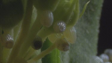 numerous eggs on milkweed plant pan to another clutch of them