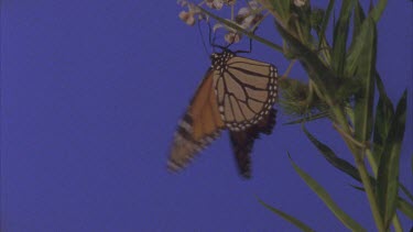 butterfly feeding on flowers against blue screen