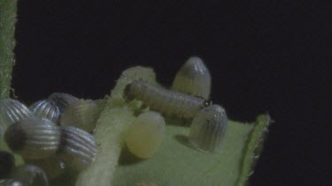 caterpillar freshly emerged from egg and moving through other eggs