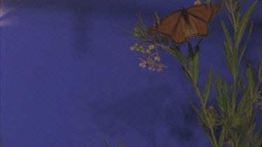 butterfly flies in and lands on milkweed plant shot against blue screen