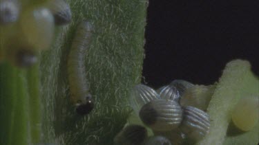 baby caterpillar just emerged from egg crawls towards un hatched eggs on milkweed plant