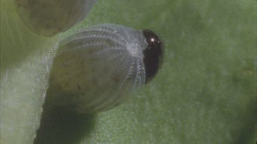 caterpillar eats its way through egg case and hatches from egg