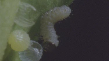 tilt up from newly merged caterpillar to another hatching from egg