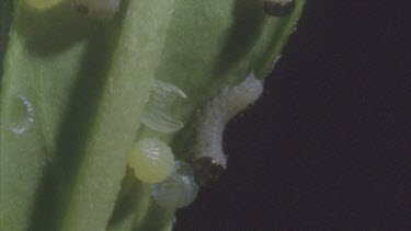newly merging caterpillar eats its way through the egg case that it has hatched from
