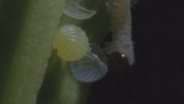young caterpillar Feeding egg cases