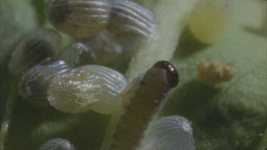 young caterpillars just emerged crawling over eggs yet to hatch