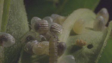 young caterpillars just emerged crawling over eggs yet to hatch