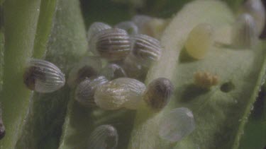 tilt up from eggs yet to hatched to young caterpillar just emerged