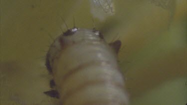 young caterpillar just emerged Feeding its way through egg case