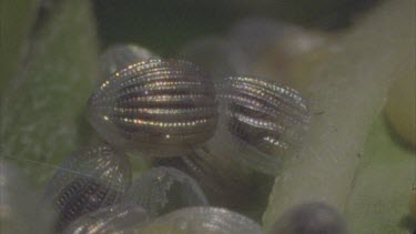 eggs attached to milkweed plant