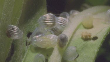 pan from empty egg cases to young caterpillars
