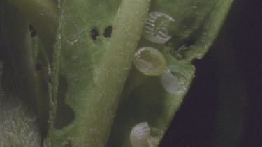 young caterpillars Feeding through egg cases
