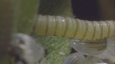 young caterpillars Feeding through egg cases then pan to eggs