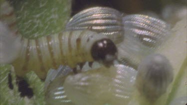 young caterpillar crawls over eggs and along milkweed plant