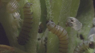young caterpillars feeding on milkweed plant
