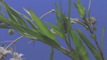 time lapse of caterpillars devouring milkweed plant shot against blue screen